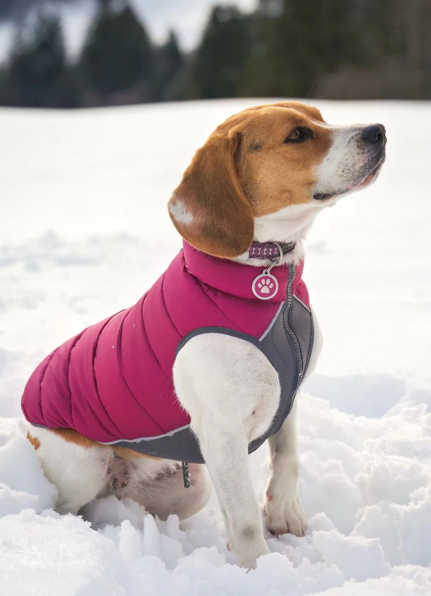 Red Dingo Dog & Pet Tags