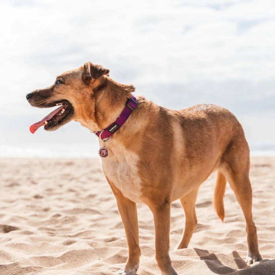 Red Dingo Designer Dog Tags